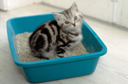 Cat Litter